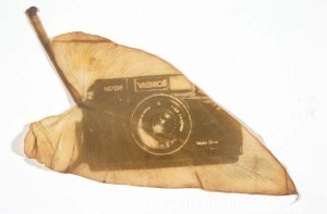 鲜花印相 花汁接触印相