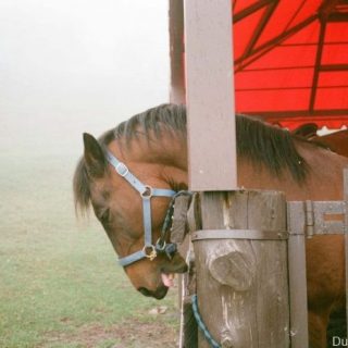 大涌清境农场的Fujifilm Superia Xtra 400胶片摄影