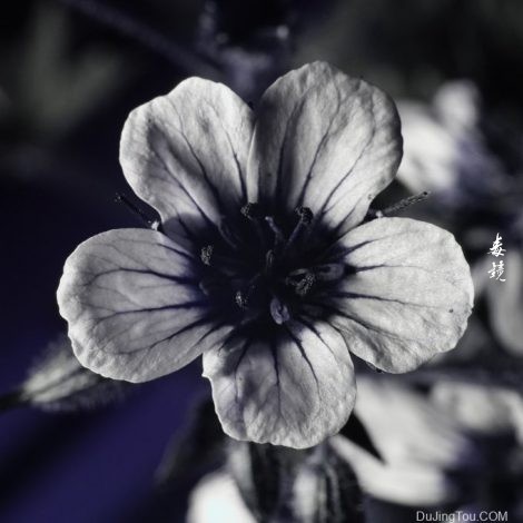 紫外摄影成像中的白平衡